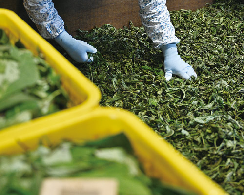 こだわりの国産甘茶