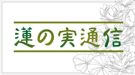 蓮の実通信